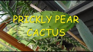 Prickly Pear Cactus 🌵🌵🌵 [upl. by Arretal]