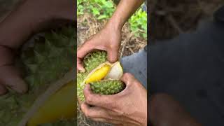 Kita Buka Asli Musang king Jatuhan Dari Pohonyaдуриан король [upl. by Connelley]