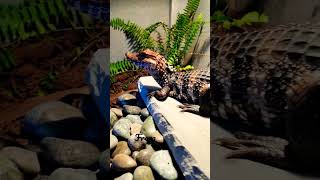 Dwarf Caiman Got A New Enclosure amazing shorts trending viral relaxing satisfying reptiles [upl. by Retsof592]