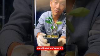 BONSAI Mastery কমলা গাছের বনসাই Secrets Revealed bonsai facts shorts [upl. by Anyehs837]