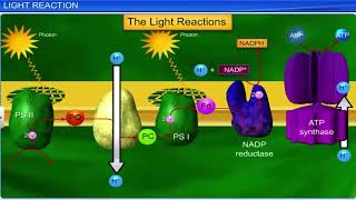 Structure of microsporangium [upl. by Rosaleen]