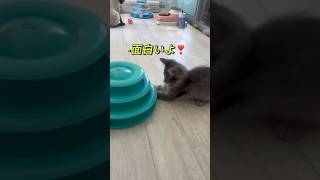 かわいいクリリアンボブテイル 🩷 かわいい子猫を毎日紹介しています トイボブ cat 猫のいる暮らし ボブキャット クリリアンボブテイル kichifrost [upl. by Annaira]