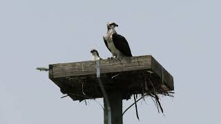 Female Osprey Brown Speckles on Chest amp 2nd Bird on Platform at Lake Apopka Wildlife Drive Florida [upl. by Herra]