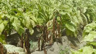 Agronomy in Action Tobacco Soil Fumigation Trial [upl. by Celtic]