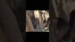 No gree for anybody Eagle did not believe what happened😂😂 trending viralvideo funny [upl. by Stephana863]