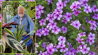 PERVENCHE DE MADAGASCAR FLEUR D’ÉTÉ amp D’INTÉRIEUR PRÉCIEUX MÉDICAMENT… Le Quotidien du Jardin N°295 [upl. by Nalon]