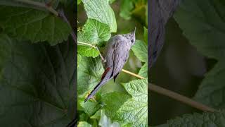 🐈‍⬛ Meow Call of Gray Catbird Dumetella carolinensis  Observed in Description [upl. by Aivatnuhs]