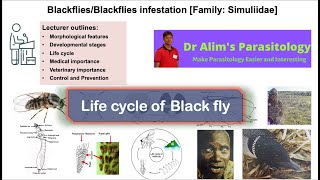 Life cycle of Black flyLife cycle of simulium [upl. by Peg]