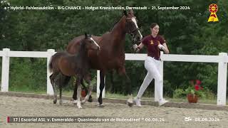 Lot 17 v Esmeraldo  Quasimodo van de Molendreef [upl. by Areyk63]