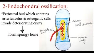 Bone Development  Ossification  Osteogenesis  Bone Forming Cells  Intramembranous  Endochondral [upl. by Anawat]