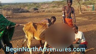 Warriors from Samburu Community Drinking Blood for Sustenance [upl. by Cela54]