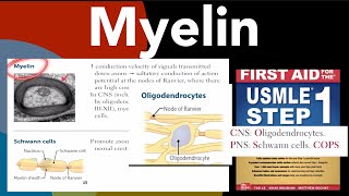 Myelin Myelinsheath Schwann cells amp Oligodendrocytes in HindiUrdu by first aid for USMLE step 1 [upl. by Leiria]