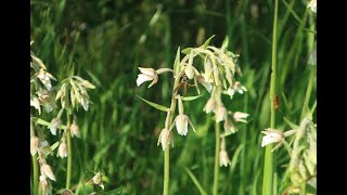 Дремлик болотный Epipactis palustris Опыление [upl. by Nesnar]