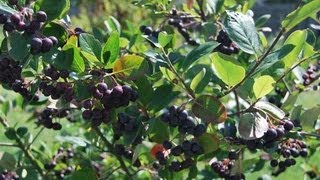 Aronia Pflanzen im Garten Aronia Beeren am Strauch [upl. by Sekoorb674]