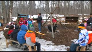 Sugarbush at Jack Smythe Field Centre [upl. by Columba]