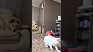 Silly Cats cat cuteanimals shorts funny [upl. by Ingar]