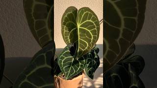 Anthurium Clarinervium plants repottingplants garden plantlover anthurium plantcare plant [upl. by Sammie741]