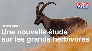 HerbiLand  des grands herbivores de montagne sous la loupe des scientifiques du CREA MontBlanc [upl. by Baudin948]