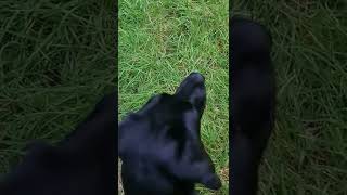 Steadiness Training Gundog Training Pheasants Labrador Retriever [upl. by Nitaf]