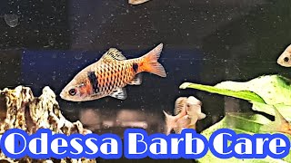 Amazing Odessa Barb Care Tankmates And Breeding Guide [upl. by Niamjneb]