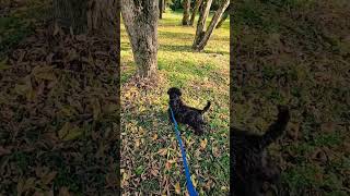 Jungle 😁puppy doglover dogowner pets [upl. by Iznekcam]