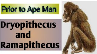 Dryopithecus and ramapithecus  prior to apr man  prior to ape man in hindi [upl. by Emil]