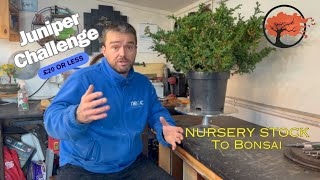 Transforming Nursery Stock into Bonsai £20 Juniper Challenge [upl. by Lorrac]