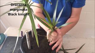 How to Prune amp Propagate your Draceana plants [upl. by Yrac516]