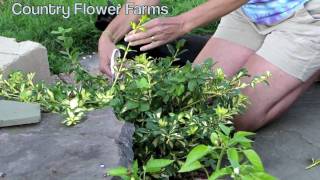 How to Prune Euonymus Moonshadow [upl. by Pamella778]