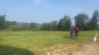 By Mshawish oo Candys Girl  filly Video 1 [upl. by Melinde]