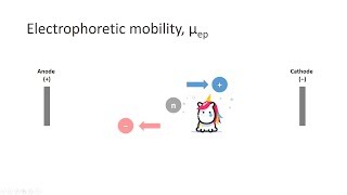 Capillary Electrophoresis Part 3 Electrophoretic mobility [upl. by Petuu]