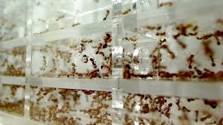 Crazy Ant Farmers  Weird Nature  BBC Studios [upl. by Kirkpatrick]