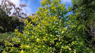 Ilex aquifolium Flavescens Moonlight Holly [upl. by Annaerdna537]