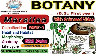 Marsilea  Morphology and Anatomy of Marsilea  Part1 [upl. by Ynatirb]