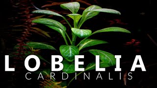 Lobelia Cardinalis Aquarium Plant [upl. by Alano683]