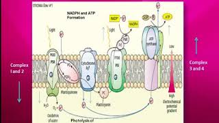 Non Cyclic Photophosphorylation  Z Scheme  Light Dependent Reaction  Class 11 Biology [upl. by Hannala]