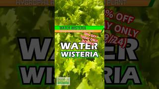 🚨50 OFF🚨WATER WISTERIA 50 OFF TODAY ONLY 52924 [upl. by Ellezaj]