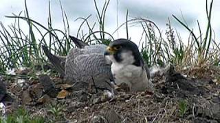 ハヤブサ Peregrine Falcon vol1 [upl. by Gayleen]