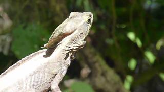 Basiliscus vittatus Brown Basilisk  Basilisco o charancaco [upl. by Snook]