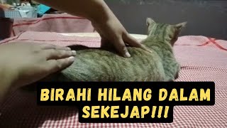 Cara membantu kucing betina yang sedang birahi tanpa kawin  tidak menyakiti [upl. by Niccolo]