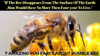 7 Truly Amazing Fun Facts About Bumble Bee For Kids That will blow your mind [upl. by Ylrad]