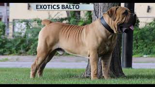 2023 Highest Rated Boerboel In The USA [upl. by Naghem]