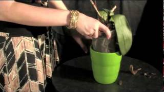 Watering Your Just Add Ice ORCHIDS with Ice [upl. by Jan]