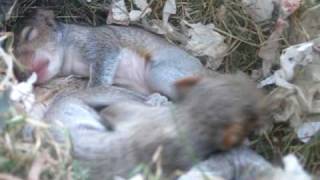 Squirrel nest in my window [upl. by Ahto]