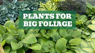 Stunning Foliage to Elevate Your Garden The Top Plant Picks Revealed [upl. by Laeahcim]