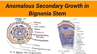 Anomalous Secondary growth in Bignonia Stem  ts of Bignonia stem [upl. by Lengel]