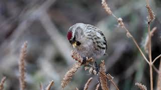 홍방울새Common redpoll 암컷 [upl. by Lewiss]