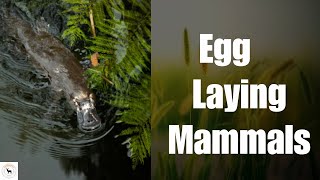 5 Egg Laying Mammals [upl. by Auqinot]