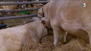 Concours de reproducteurs charolais [upl. by Lukash683]