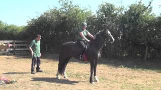 Confidence exercises for horse riding and carriage driving  spooking and nervous horse training [upl. by Aisanat]